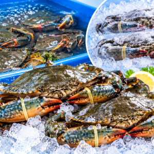 Mud Crab (Live / Frozen)