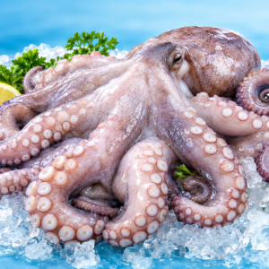 Octopus