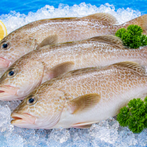 Fresh Reef Cod
